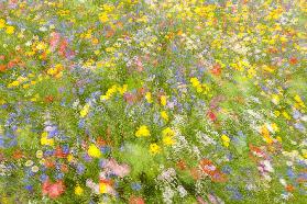 Summer field flowers..........