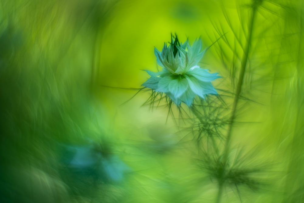 Dreamy flower. de Piet Haaksma