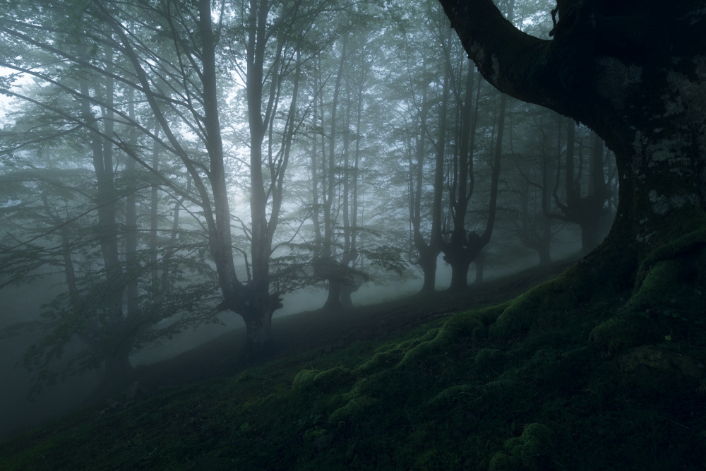 Foggy forest de Pilar Hm