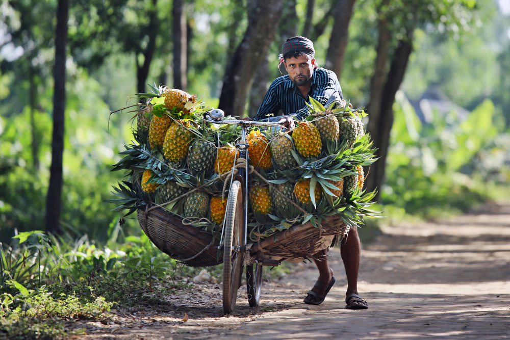 	 Pineapple sellers arrive at a market with bicycles laden with pineapples de Pinu Rahman