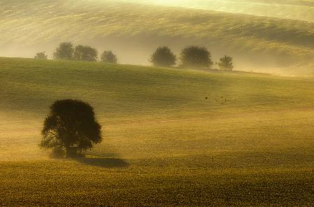 foggy fields