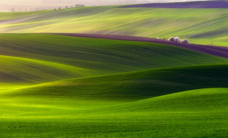 Verdant land de Piotr Krol (Bax)