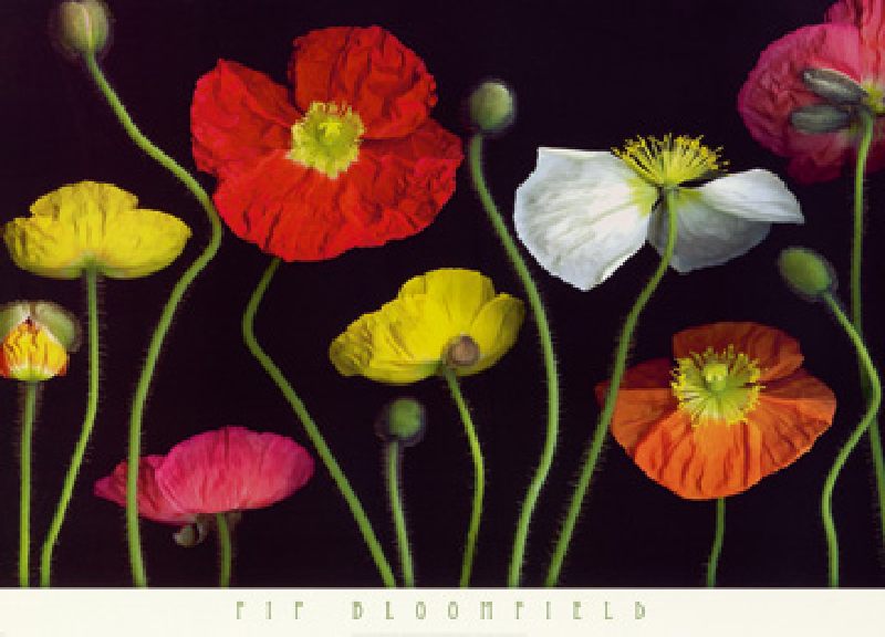 Poppy Garden II de Pip Bloomfield