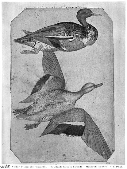 Ducks, from the The Vallardi Album (pen and ink and w/c on paper) de Pisanello