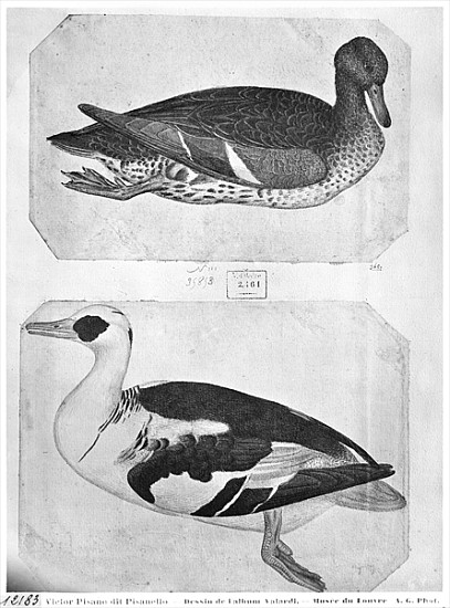 Ducks, from the The Vallardi Album (pen, ink & w/c on paper) de Pisanello