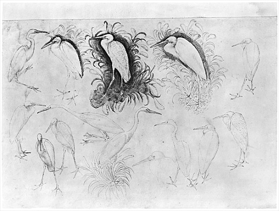 Fourteen egrets, from the The Vallardi Album (pen, ink & w/c on paper) de Pisanello