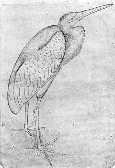 Pelican, from the The Vallardi Album de Pisanello