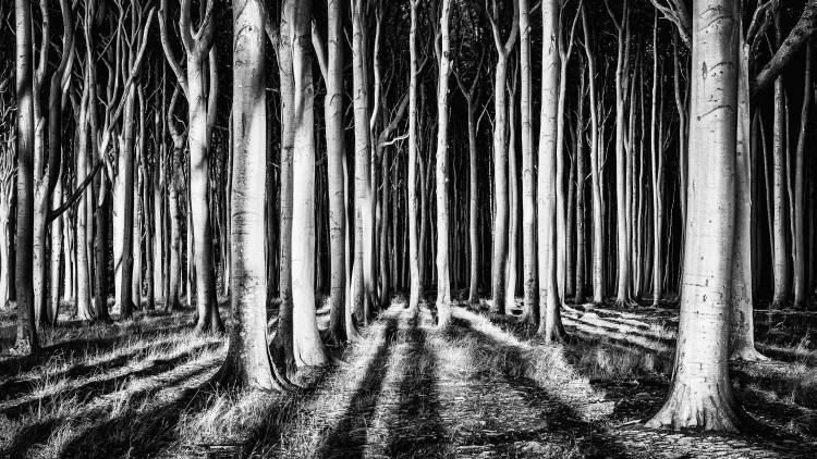 Ghost Forest de PiXXelpark