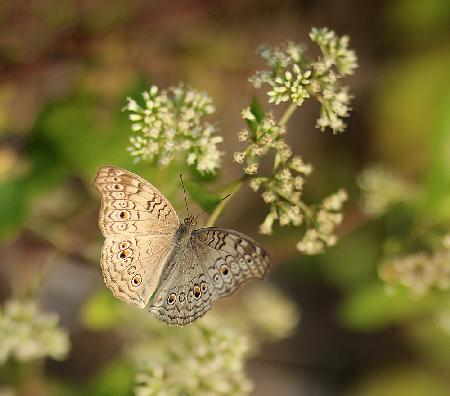 Butterflies cant see their wings