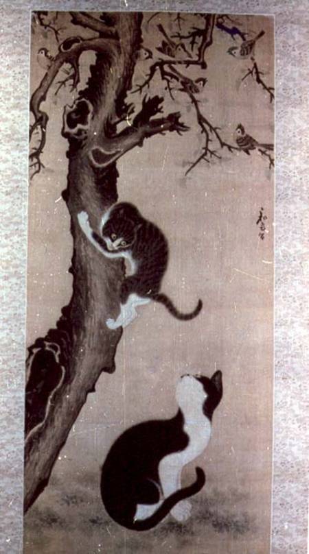 Cats de Pyon  Sang-Byok