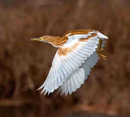 GOLDEN HERON