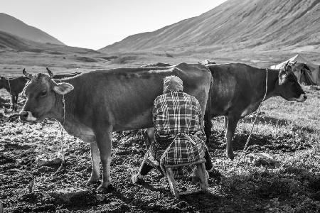 Morning under Aragats