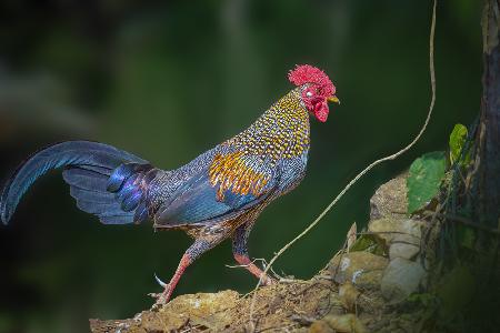 Grey Jungle Fowl