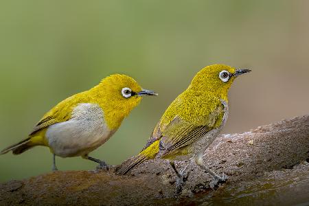 Oriental White Eye