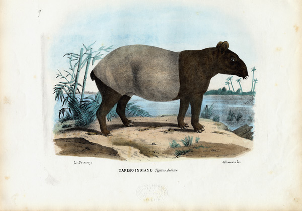 Malayan Tapir de Raimundo Petraroja