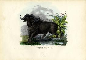 African Buffalo