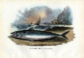 Atlantic Mackerel