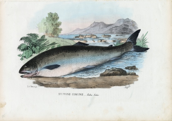 Atlantic Salmon de Raimundo Petraroja