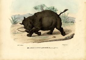 Black Rhinoceros