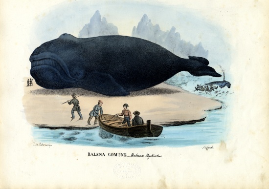 Bowhead Whale de Raimundo Petraroja