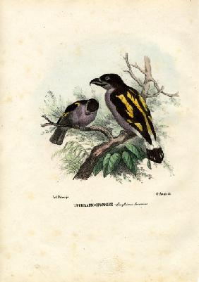 Broadbills