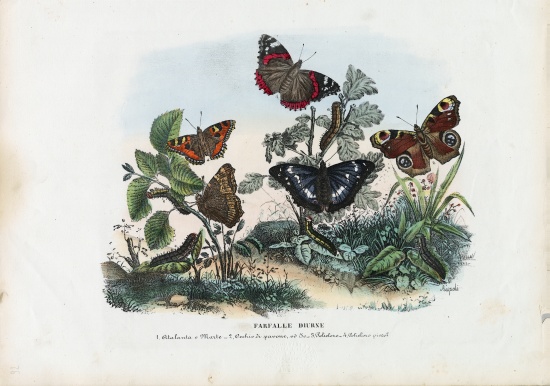 Butterflies de Raimundo Petraroja
