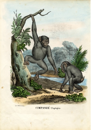 Chimpanzee de Raimundo Petraroja