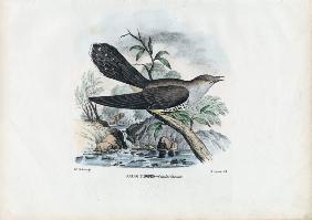 Common Cuckoo