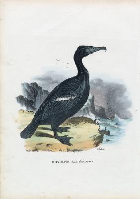 Cormorant