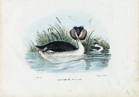 Crested Grebe