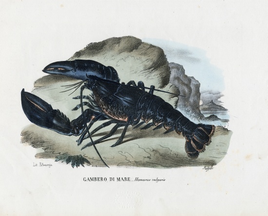 Crustaceans de Raimundo Petraroja