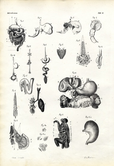 Digestive Organs de Raimundo Petraroja