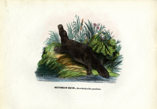 Duck-Billed Platypus de Raimundo Petraroja