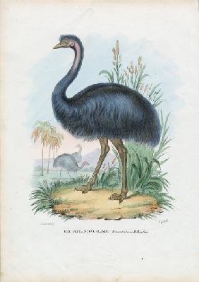 Emu