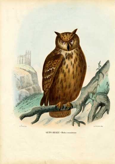 Eurasian Eagle Owl de Raimundo Petraroja