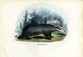 European Badger