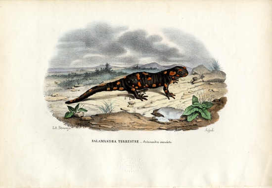 Fire Salamander de Raimundo Petraroja