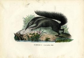 Giant Anteater