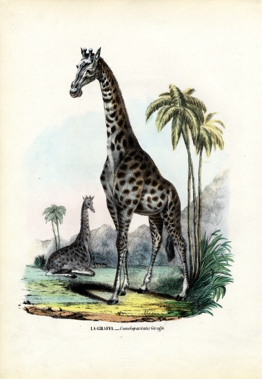 Giraffe de Raimundo Petraroja