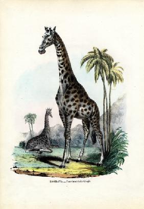 Giraffe