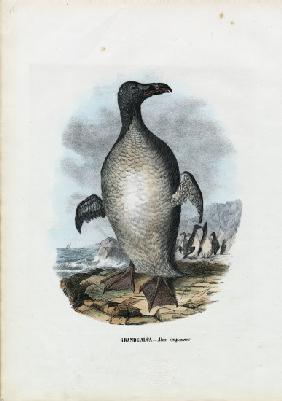 Great Auk