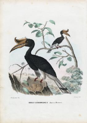 Great Hornbill