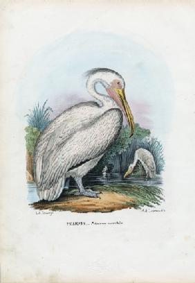 Great White Pelican