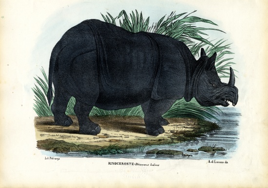 Greater One-Horned Rhinoceros de Raimundo Petraroja