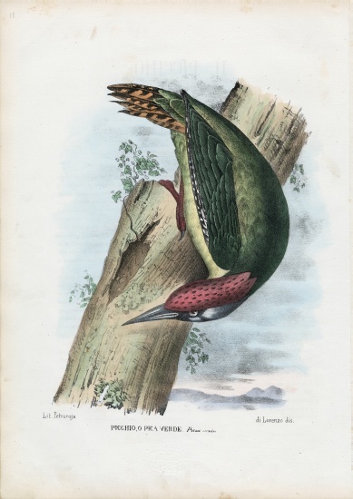 Green Woodpecker de Raimundo Petraroja