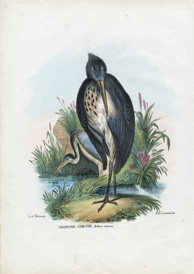 Grey Heron de Raimundo Petraroja