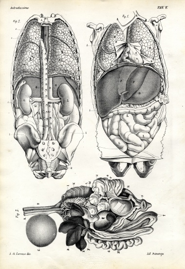 Intestines de Raimundo Petraroja