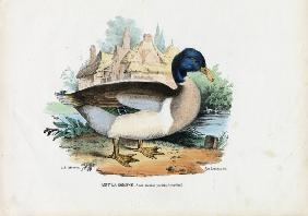 Mallard