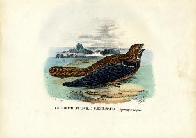 Nightjar