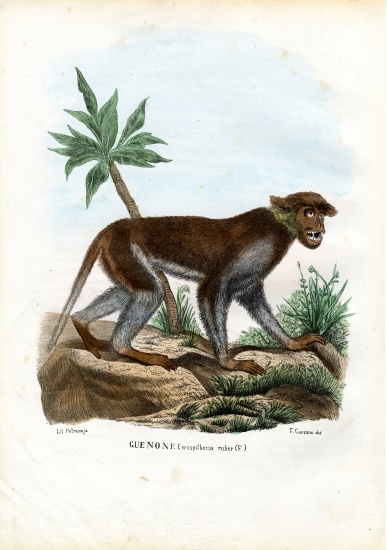 Patas Monkey de Raimundo Petraroja
